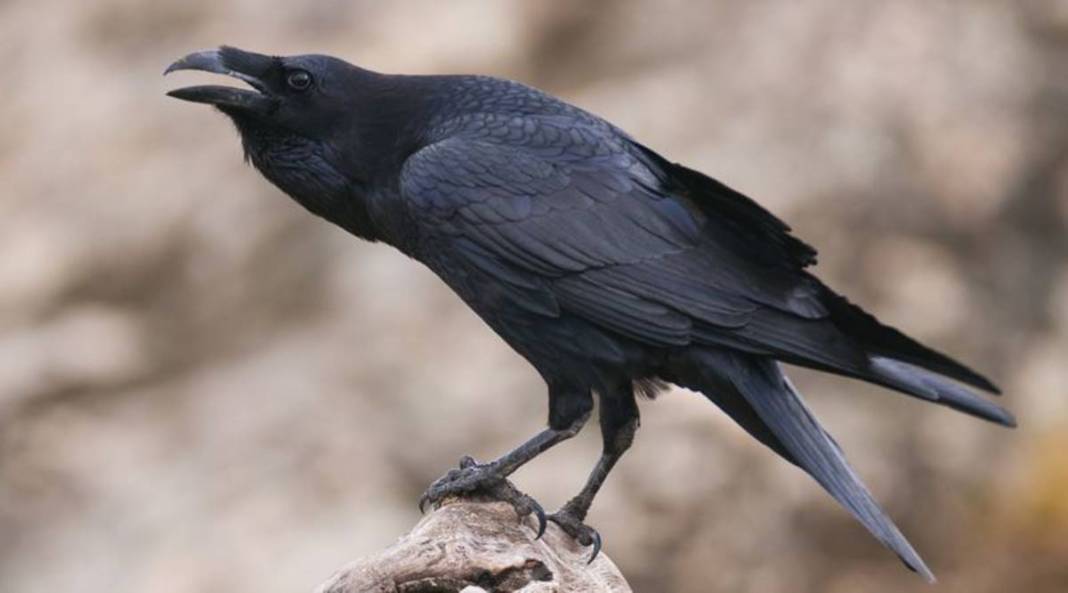 Sadece parmak izlerimiz eşsiz zannediyorduk: Meğer bir uzvumuz daha benzersizmiş! Şoke eden gerçek ortaya çıktı 5